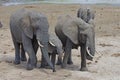 A family of African elephant