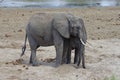 A family of African elephant