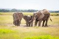 Elephant in Tsavo East National park. Kenya. A family of African elephants bathes in mud. Royalty Free Stock Photo