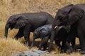 Family of African elephants with cute baby elephant in Tanzania, Africa. Royalty Free Stock Photo