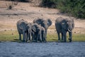 Family of African elephants drink from river
