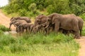 Family of African elephants drinking at a waterhole in Etosha Royalty Free Stock Photo