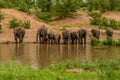 Family of African elephants drinking at a waterhole in Etosha Royalty Free Stock Photo