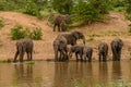 Family of African elephants drinking at a waterhole in Etosha Royalty Free Stock Photo