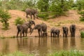 Family of African elephants drinking at a waterhole in Etosha Royalty Free Stock Photo