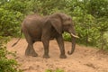 Family of African elephants drinking at a waterhole in Etosha Royalty Free Stock Photo