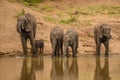 Family of African elephants drinking at a waterhole in Etosha Royalty Free Stock Photo