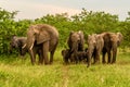 Family of African elephants drinking at a waterhole in Etosha Royalty Free Stock Photo