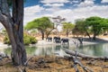 Family of African elephants drinking at a waterhole in Tarangire national park. Tanzania. Royalty Free Stock Photo