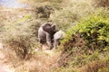 Family of African Elephants Royalty Free Stock Photo