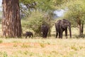 African elephants Family in Tarangire National Park, Tanzania Royalty Free Stock Photo