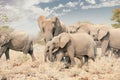 Herd of African Elephants in Namibia - Etosha National Park