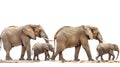 Family of African elephants walking in a line, isolated on a white background Royalty Free Stock Photo