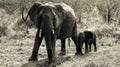 a family of elephants walking through an open field of trees Royalty Free Stock Photo