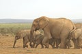 Family of African elephants walking quickly towards a water hole Royalty Free Stock Photo