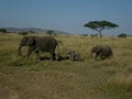 Family of african elephants walking in single file