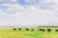 Family of African elephants walking in single file Royalty Free Stock Photo