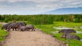 Family of African hippo hippopotamus in the water and on the road passing by in Lake Manyara national park. Tanzania. Royalty Free Stock Photo