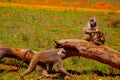family of african olive baboons with baby very close in the wild in Kenya. Royalty Free Stock Photo