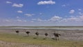 A family of African ostriches with brown fluffy plumage walks in the savannah