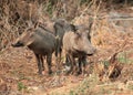 Family of African warthogs standing in the grass, guarding your group, Botswana Royalty Free Stock Photo