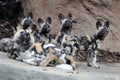 Family of African wild dogs