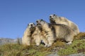 Family of Alpine marmots