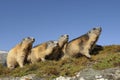 Family of Alpine marmots