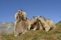 Family of Alpine marmots