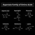 A family of amino acids aspartate. Chemical molecular formulas of amino acids aspartate, asparagine, threonine