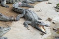 Crocodiles in China zoo. Royalty Free Stock Photo