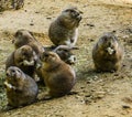 Family animal portrait of cute little prairie dogs eating food together and standing in the sand Royalty Free Stock Photo