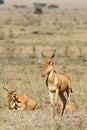 Family of antelopes kongoni