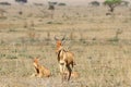Family of antelopes kongoni
