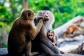 Family of apes with infant at the park in Thailand. Macaca leonina. Northern Pig-tailed Macaque Royalty Free Stock Photo