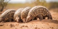 A family of armadillos digging burrows in a dry desert, concept of Animal habitats, created with Generative AI