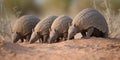 A family of armadillos digging burrows in a dry desert, concept of Animal habitats, created with Generative AI