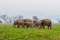 Family of Asian Elephant