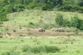 Family of Asian Elephant walking and looking grass for food in forest. Kui Buri National Park. Thailand Royalty Free Stock Photo