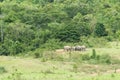 Family of Asian Elephant walking and looking grass for food in forest. Kui Buri National Park. Thailand Royalty Free Stock Photo