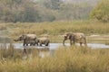 Family of asian elephants crossing the river, Bardia national Park, Nepal Royalty Free Stock Photo