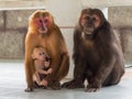 Family of asian monkey