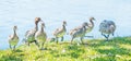 Australian Wood Duck Family Royalty Free Stock Photo