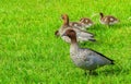 Family of Australian wood ducks Royalty Free Stock Photo