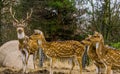 Family of Axis deers together, One stag leading the herd of does, Animal from the forests of India and America Royalty Free Stock Photo