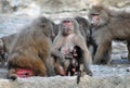 Family of Baboons