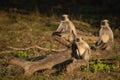 Family of baboons basking in forest Royalty Free Stock Photo