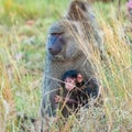 Family of baboons in the forest Royalty Free Stock Photo