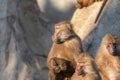 Family of baboons reunited and pensive.