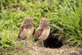 Family with Baby Burrowing owls Athene cunicularia perched outside a burrow